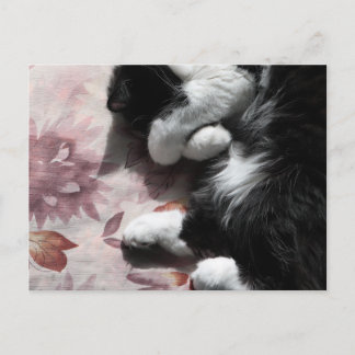Tuxedo Cat Art Cute Pink Nose Kitty Cats Art Postcard