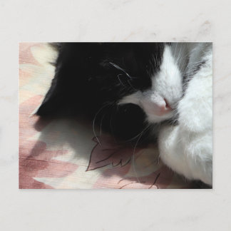 Tuxedo Cat Art Cute Pink Nose Kitty Cats Art Poste Postcard