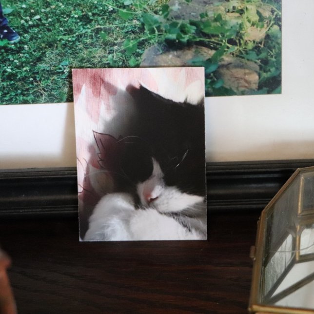 Tuxedo Cat Art Cute Pink Nose Kitty Cats Art Poste Poster (Creator Uploaded)