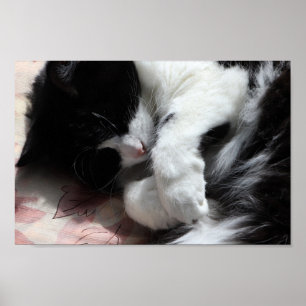 Tuxedo Cat Art Cute Pink Nose Kitty Cats Art Poster