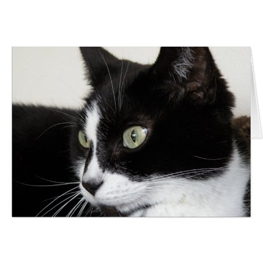 Tuxedo Cat Card (Front Horizontal)