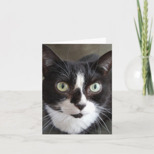 Tuxedo Cat Card