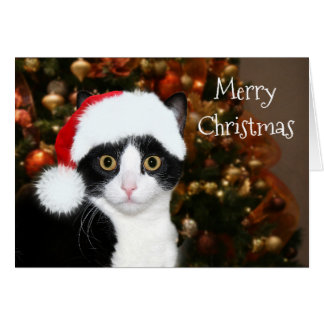 Tuxedo Cat Cards | Zazzle