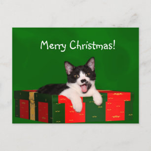 Tuxedo cat Christmas Holiday Postcard