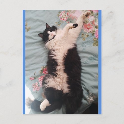 Tuxedo Cat Cute Doing a Happy Dance Postcard