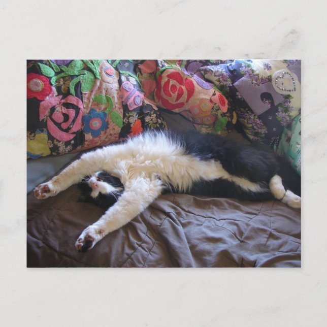 Tuxedo Cat Cute doing a Mexican Wave Postcard (Front)