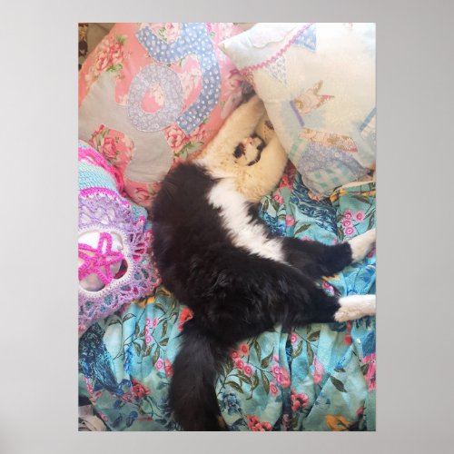 Tuxedo Cat Cute Funny Shabby Sleeping Cats Poster