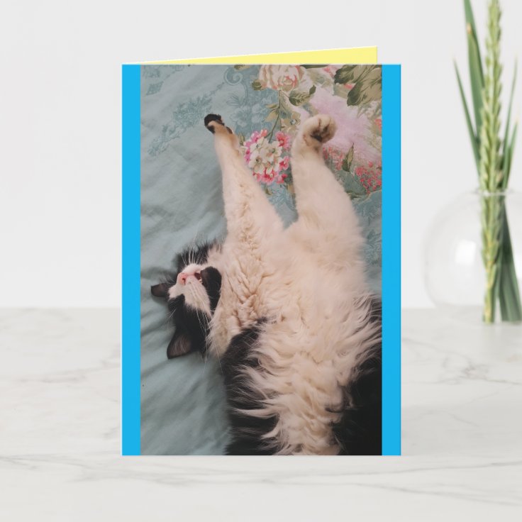 Tuxedo Cat Cute Funny Sleeping AirKneading Card Zazzle