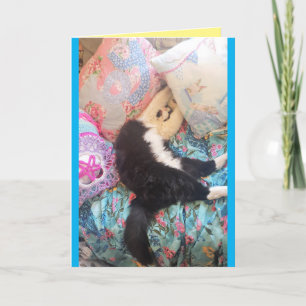 Tuxedo Cat Cute Funny Sleeping Cats Birthday Card