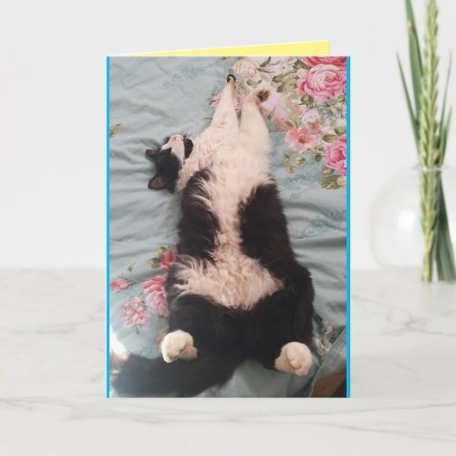 Tuxedo Cat Cute Funny Sleeping Cats Kneading Card