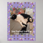 Tuxedo Cat Cute Funny Touching Toes Cats Poster<br><div class="desc">Tuxedo Cat Cute Funny Shabby Chic Sleeping Cats Poster. Designed from one of my original photos,  a must for all cat lovers! A glorious poster to compliment any decor.</div>