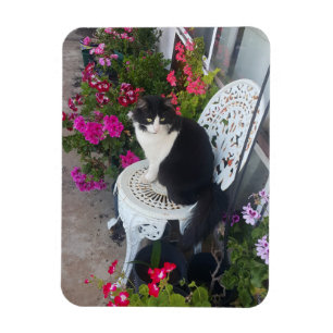 Tuxedo Cat Cute Pretty Flowers Cats Birthday Card Magnet