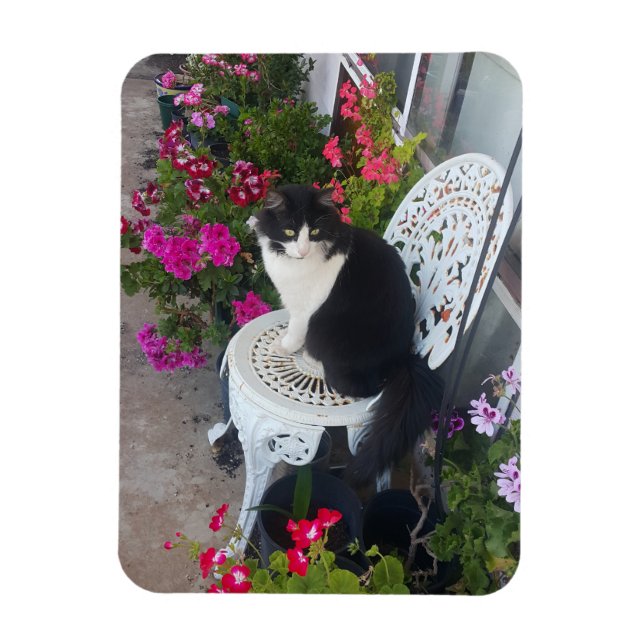Tuxedo Cat Cute Pretty Flowers Cats Birthday Card Magnet (Vertical)