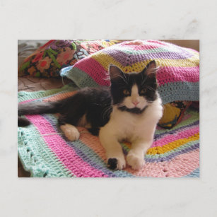 Tuxedo Cat Cute with Pretty Crochet Rug Postcard