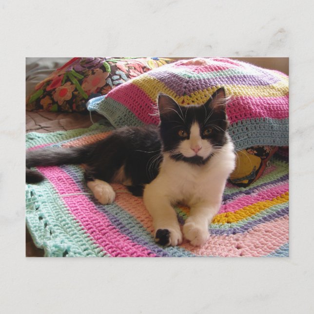 Tuxedo Cat Cute with Pretty Crochet Rug Postcard (Front)