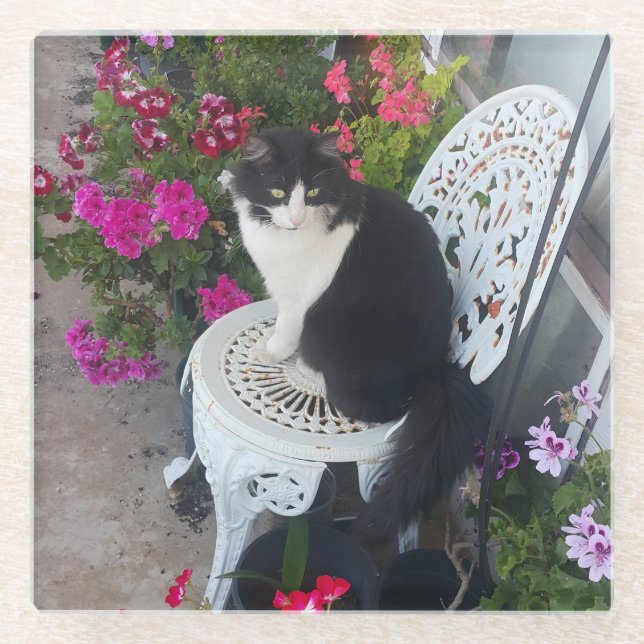 Tuxedo Cat Cute with Pretty Flowers Black Cats Glass Coaster (Front)