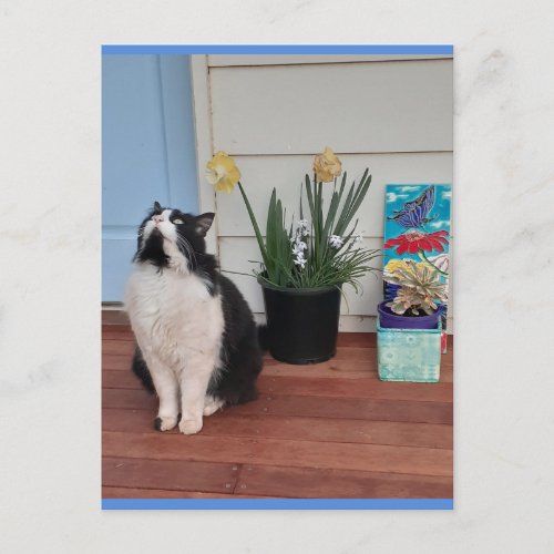 Tuxedo Cat Cute with Pretty Flowers Blue Postcard