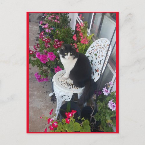 Tuxedo Cat Cute with Pretty Flowers Postcard