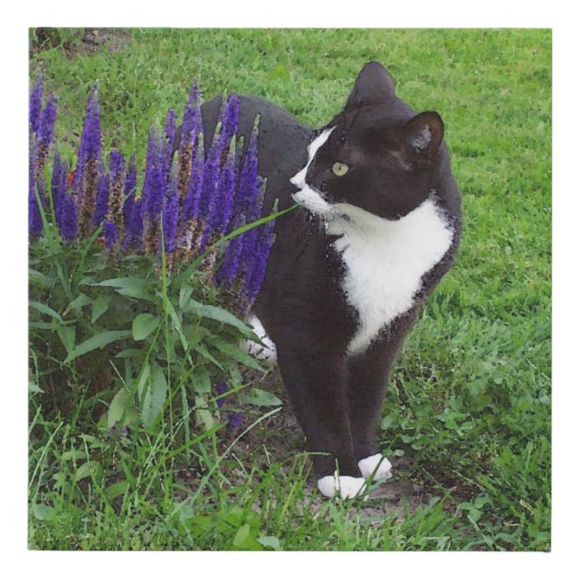 Tuxedo Cat in the Garden Faux Canvas Print (Front)