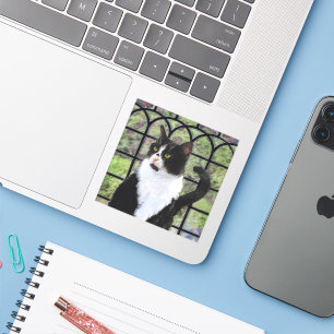 Tuxedo Cat in Window Painting Original Animal Art Sticker