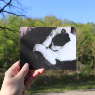 Tuxedo Cat Kitty Cats Black and White Caturday     Postcard