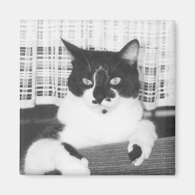 Tuxedo Cat Magnet (Front)