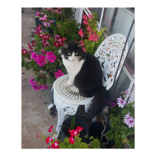 Tuxedo Cat Maroon Dark Pink Cats and Flowers Poster