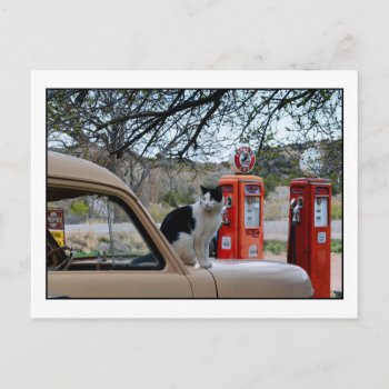 Tuxedo Cat  New Mexico Gasoline Station Museum Postcard by catherinesherman at Zazzle