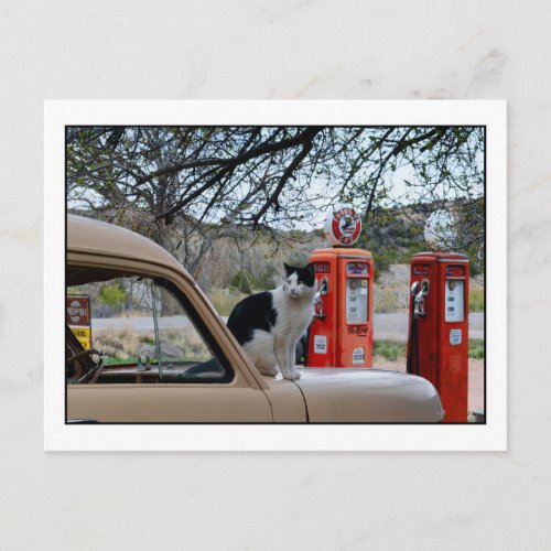 Tuxedo Cat New Mexico Gasoline Station Museum Postcard