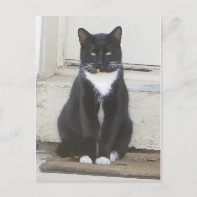 Tuxedo Cat Postcard (Front)