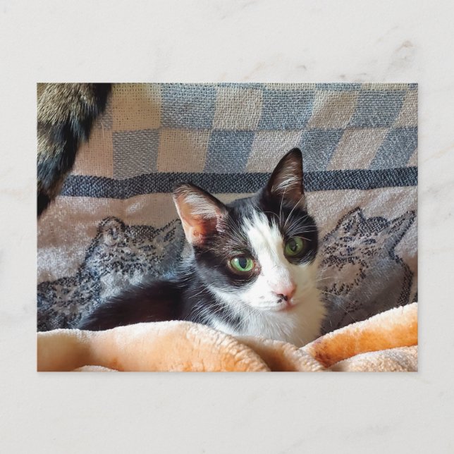 Tuxedo Cat Postcard (Front)