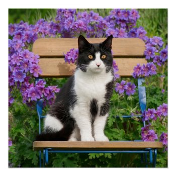 Tuxedo Cat Sitting On A Garden Chair With Flowers Poster by Kathom_Photo at Zazzle