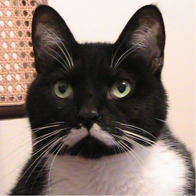 Tuxedo Cat Statuette (Front)