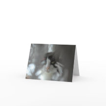 Tuxedo Cat through branches