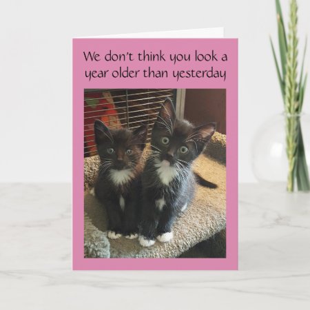 Tuxedo Cats Birthday Or All Occasion Card