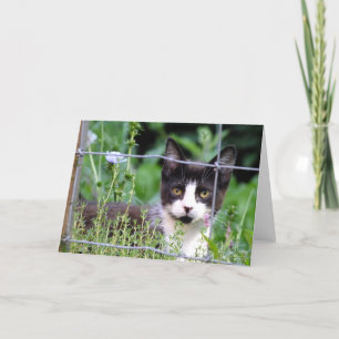 Tuxedo Kitten in The Garden Greeting Card