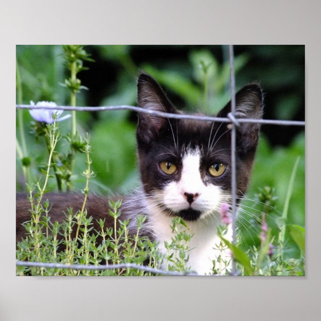 Tuxedo Kitten In the Garden Poster (Front)