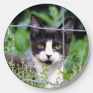 Tuxedo Kitten in the Garden Wireless Charger