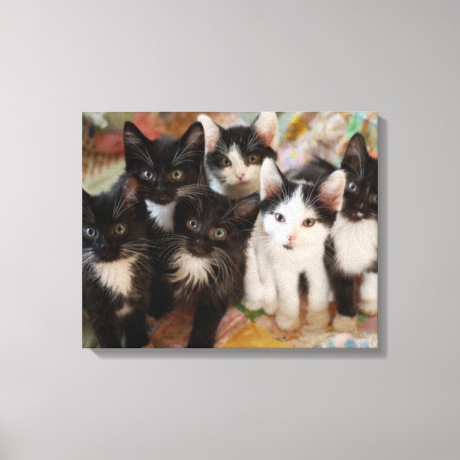 Tuxedo Kittens Canvas Print (Front)