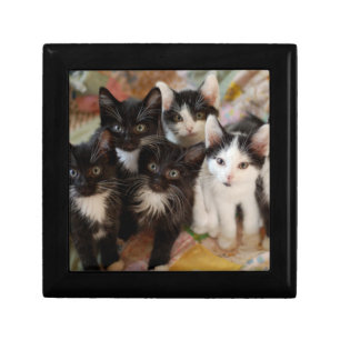 Tuxedo Kittens Jewelry Box