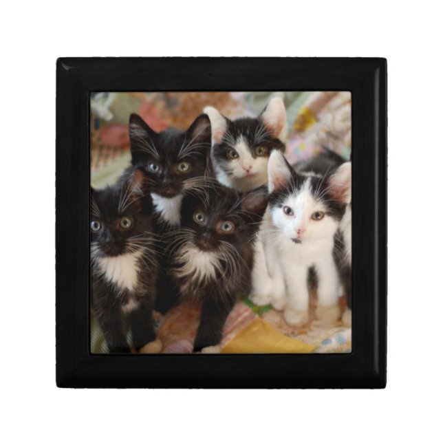 Tuxedo Kittens Jewelry Box (Front)