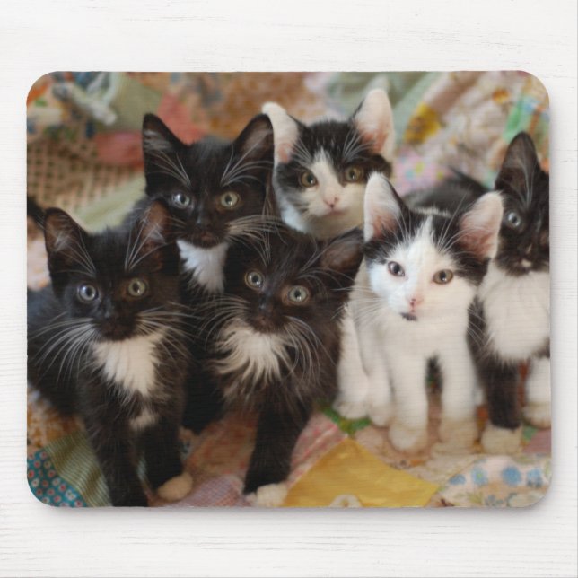 Tuxedo Kittens Mouse Pad (Front)