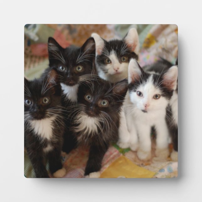 Tuxedo Kittens Plaque (Front)