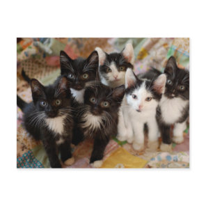 Tuxedo Kittens Postcard