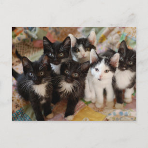 Tuxedo Kittens Postcard