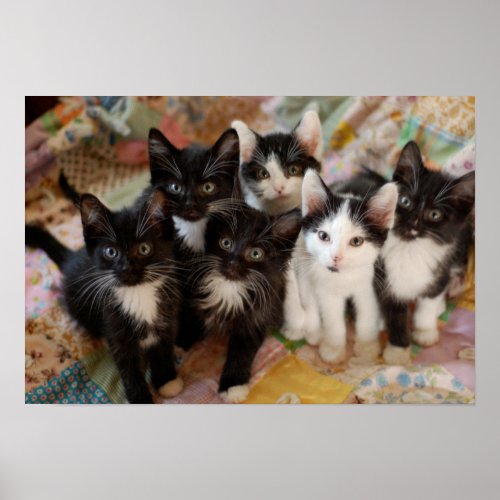 Tuxedo Kittens Poster