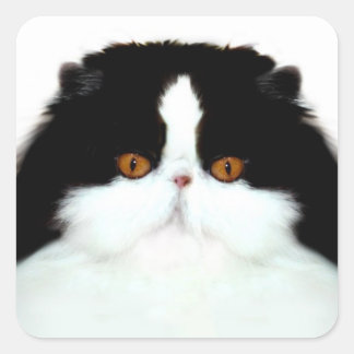 Tuxedo persian cat face square sticker
