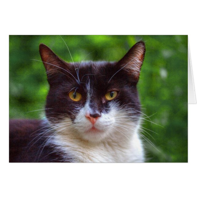 Tuxedo Portrait Cards (Front Horizontal)