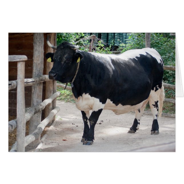 Tuxer Cattle Cards (Front Horizontal)