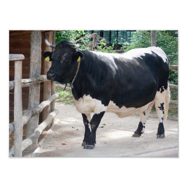 Tuxer Cattle Photo Print (Front)